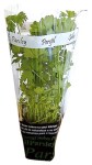 Planta-Perejil