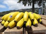 banana_madeira